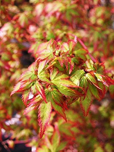 Murasaki Kiyohime Dwarf Japanese Maple Tree 2 - Year Live