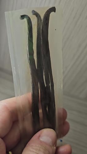Bourbon Vanilla Pods (Pack Of 15) 12-13 Cm 100% Natural From Madagascar - View #4