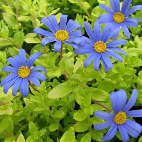 Amazon Co Jp 黄金葉のブルーデイジー ハニーブルー１株 宿根草 花苗 冬 苗 カラーリーフ 寄せ植え イングリッシュガーデン Diy 工具 ガーデン