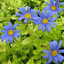 Golden Leaf Blue Daisy with 1 Honey Blue, Perennial Plant, Flower Seedling, Winter Seedling, Color Leaf, Motivation, English Garden