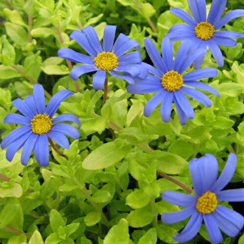 Amazon.co.jp: 黄金葉のブルーデイジー ハニーブルー1株 宿根草 花苗