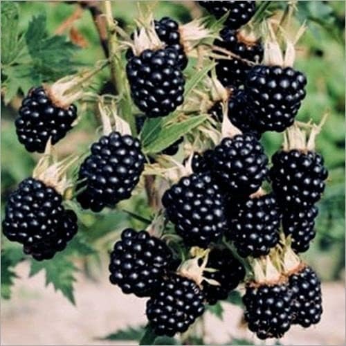 BlackBerry Fruit High Yield Hybrid Rare Tropical Fruit Live Plant (B0DC5HQ5M2) Amazon Price History, Amazon Price Tracker