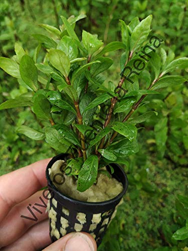 Planta para acuarios. HYGROPHILA POLYSPERMA