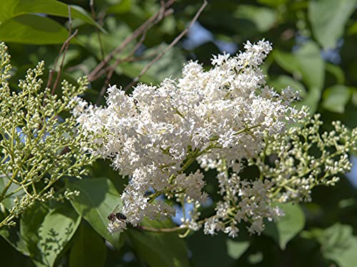 Tristar Plants - Japanese Lilac, Ivory Silk Tree, 1 Gallon Trade Pot - Healthy Established Roots, Easy Tree, Fragrant Blooms, Showy Flowers #TOP21