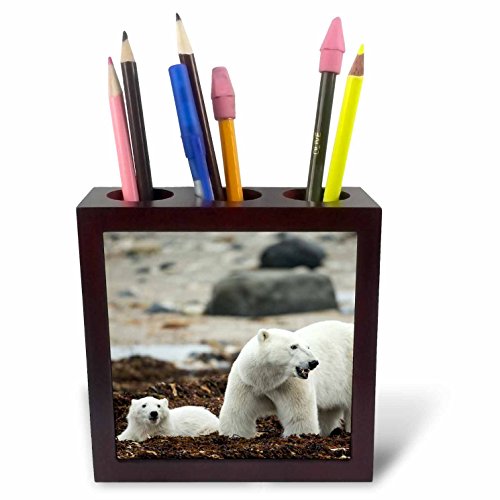 Tile porte-stylo Manitoba ours polaire 12,7 cm pot à crayons Canada
