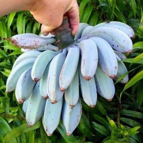 Musa itinerans 'Burmese Blue' - Blue Burmese Banana - 20 seeds : Amazon ...