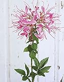 artplants
