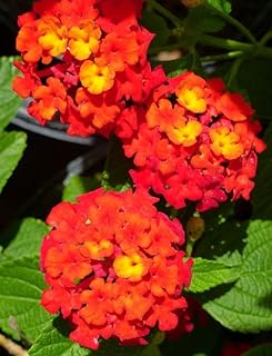 Lantana Plants Live - Red Spread Pack of 3 Lantana Live Plants for Planting - 4-6 Inches Tall - Attracts Butterflies, Perfect for Containers, Low Maintenance