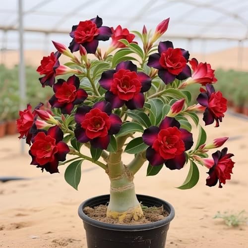 Kvhsvb Wüstenrose Rot Schwarz 3er-Zwiebeln