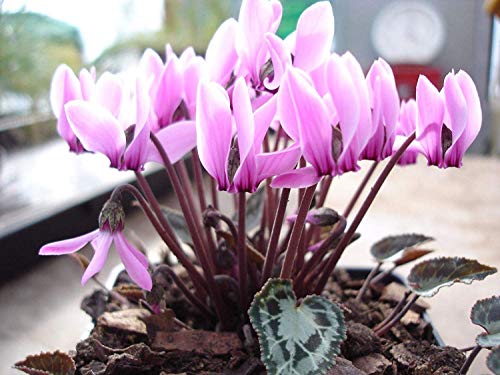 Potseed Grecque Cyclamen - 25 2018 graines fraîches