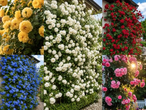 Image of Climbing Rose Flower Seeds,75 Seeds Pack, Year-Round Blooms (10 MIX)