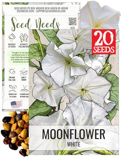 Seed Needs Moonflower Seeds for Planting White Moon Vines - Heirloom & Open Pollinated Vine Seed to Plant an Outdoor Flowering Climber - 6 Inch Pure White Blooms (1 Pack)