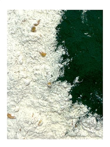 Alimento para caracoles con espirulina 150 g