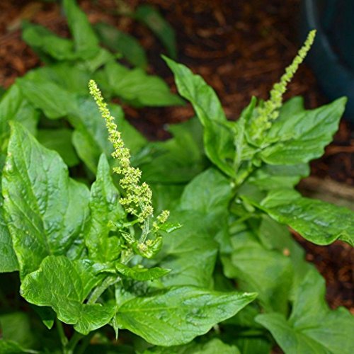 Frozen Seed Capsules - Good King Henry (Chenopodium Bonus-henricus) - Grow Now or Store for Future Planting - Capsule of 30 Seeds