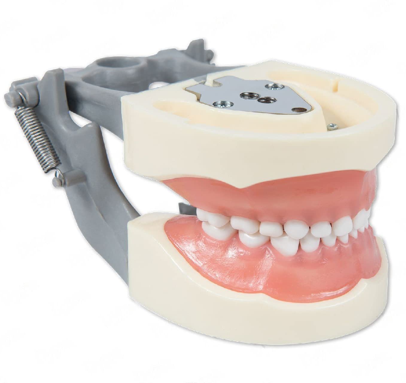 Pediatric Typodont Teeth Model 24 Removable Teeth Compatible with Kilgore Nissin 200P (Typodont 200P)