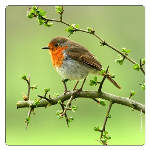 Uccelli - Magneti da frigorifero süsses pettirosso...