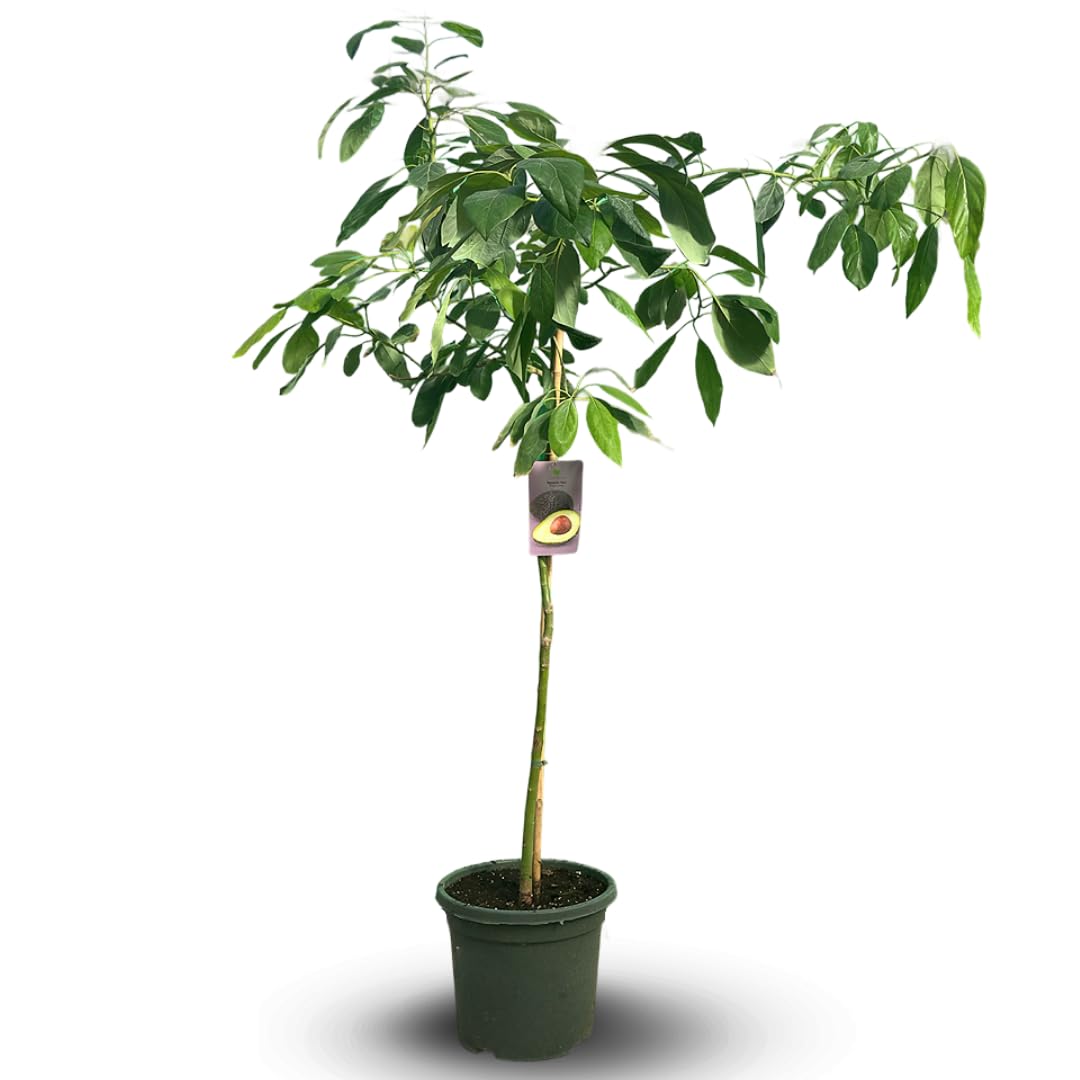 Attitude Jardin - Avocatier - hass - persea americana - arbre fruitier - 180-200 cm - ⌀ 35 cm