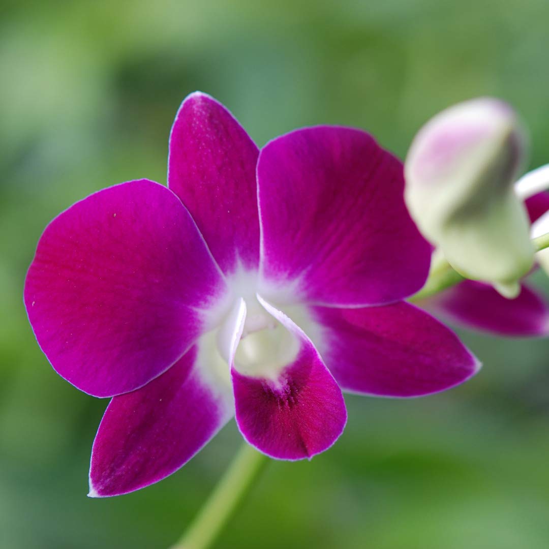 Florona Dendrobium Orchid Seedling Plants " Burana Pink Lady " 1 Helathy Live Plant Without Pot (B09TTQDNWJ) Amazon Price History, Amazon Price Tracker