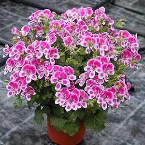 Amazon 宿根草 ペラルゴニウム ペラルゴニューム エンジェルアイズ ビオラ １株 花