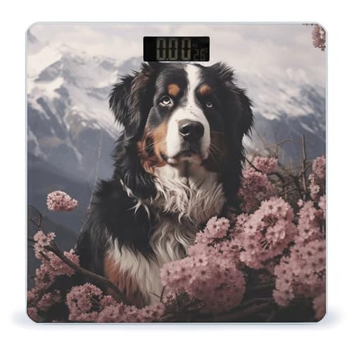 Báscula digital precisión alta Bernese Mountain Dog