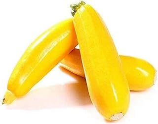 80pcs Yellow Rare Zucchini Seeds Non-GMO Heirloom Vegetable Seed Garden Courtyard Farm Planting Squash Varieties Easy to Survive Suitable for Beginners