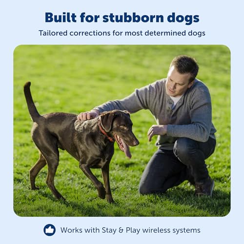 PetSafe Stay & Play Wireless Fence Receive Collar for Stubborn Dogs - Rechargeable & Waterproof Receiver Collar with Quick Charge in 2-3 Hours - for Dogs 5lb+ - Image 4