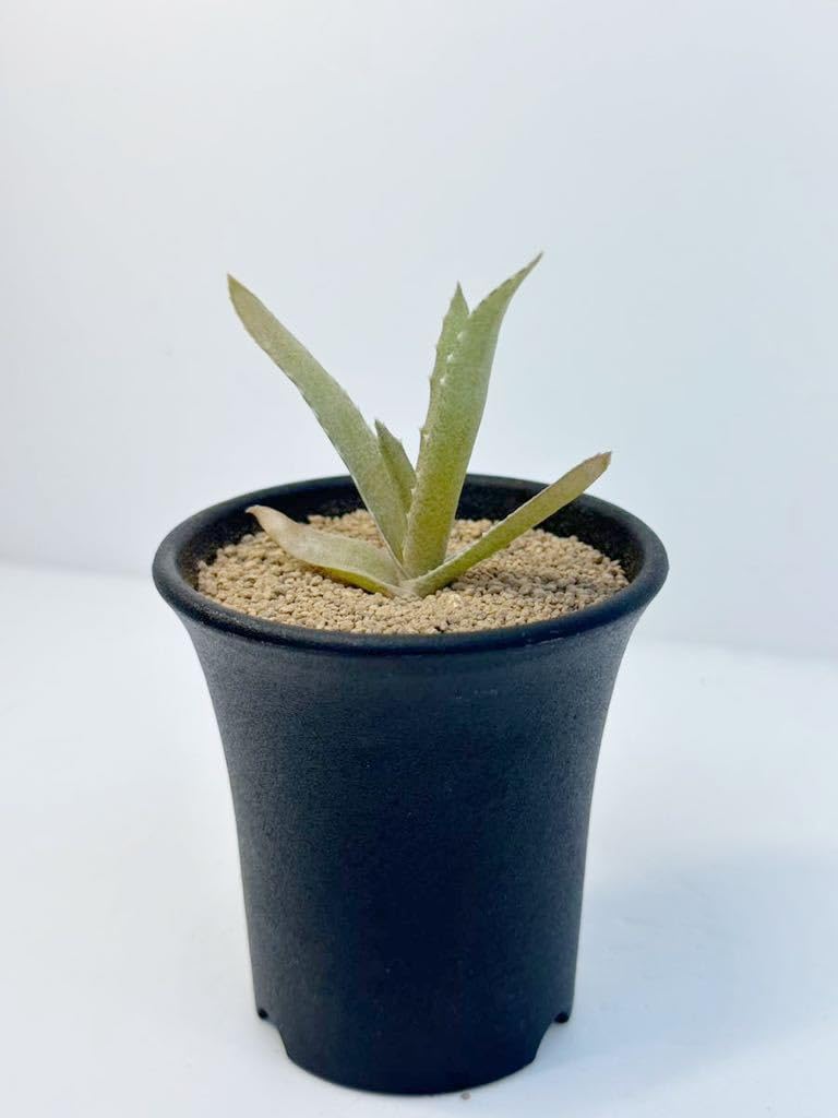 Amazon.co.jp: アロエ ロマトフィラム Aloe Lomatophyllum 実生株 