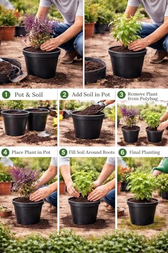 Image of Rama & Shyama Tulsi Live Plant Combo with Pot | Ayurvedic Holy Basil Medicinal Herb Plants | Sacred Indoor Outdoor Pooja Plant for Home Garden Balcony Temple Decor | Pack of 2