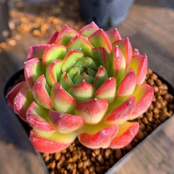 Amazon.co.jp: 農園直売 多肉植物 寄せ植え エケベリア属 紅牡丹 種