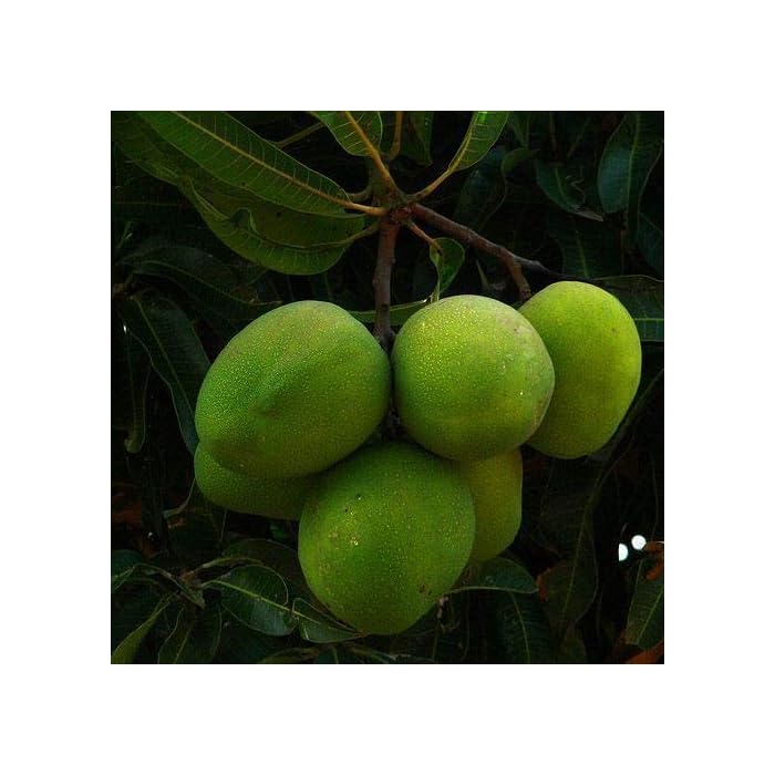Buy ROYAL LAND Rare Mango Baramasi, Aam Baramasi, Punasa 1 Grafted