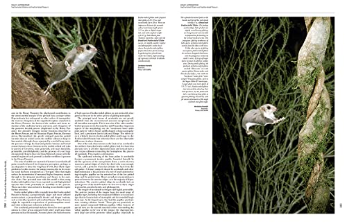 Handbook of the Mammals of the World - Volume 5: Monotremes and Marsupials (Handbook of Mammals of the World) - Image 9