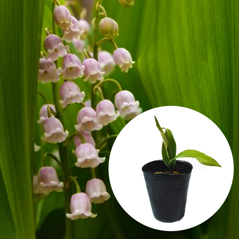 スズラン 鉢植え ドイツスズラン：八重咲き1芽入り3号ポット* の通販 | 園芸ネット