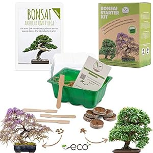 Bonsai Starter Kit vermeerderingsset incl. GRATIS eBook – plantenset van minibroeikas, zaden & grond – duurzaam cadeau…