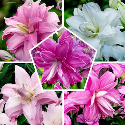 Bulbes de Lys Doubles Orientaux Lotus - Lys Bulbes - 10 Bulbes de Fleurs - Taille Ø 14-16 cm - Plantes Vivaces Rustiques - Naturelle Plantes de Hollande (pas de graines, non artificielles)