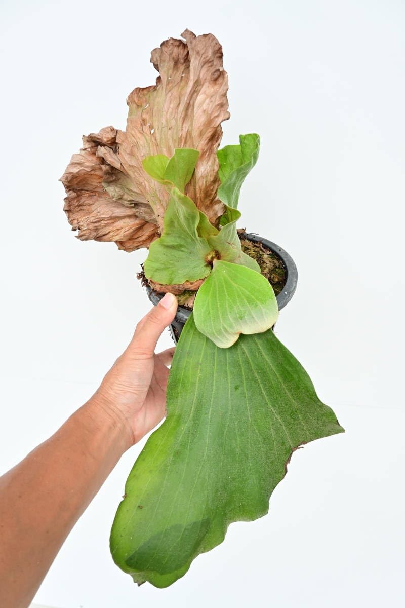 P.elephantotis mutant @bikamori.com ビカクシダ