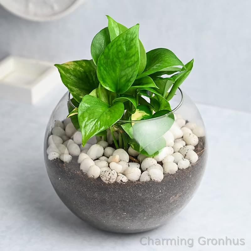 Charming Gronhus Live Decorative Airpurifying Green Money Live Indoor Plant For Living Room, Table Corner, Bedroom, Balcony, Office/Home Decoration With Black Plastic Pot (B0D1VR16CZ) Amazon Price History, Amazon Price Tracker