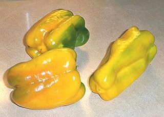 () Quadrato D'Asti Giallo Pepper - A Giant Yellow Italian Bell Pepper (100 - Seeds)