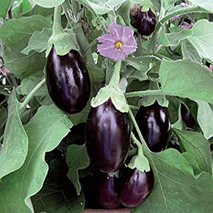 Plants Point Live Brinjal/Baingan Vegetables Plant with Pot - Healthy Plant (B0822ZR39V) Amazon Price History, Amazon Price Tracker