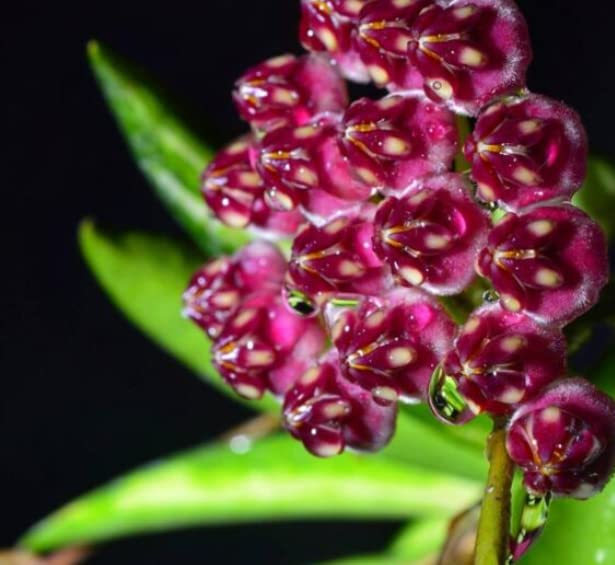 Hoya wayetii tricolor,Fiore di Cera - Basket 14 cm