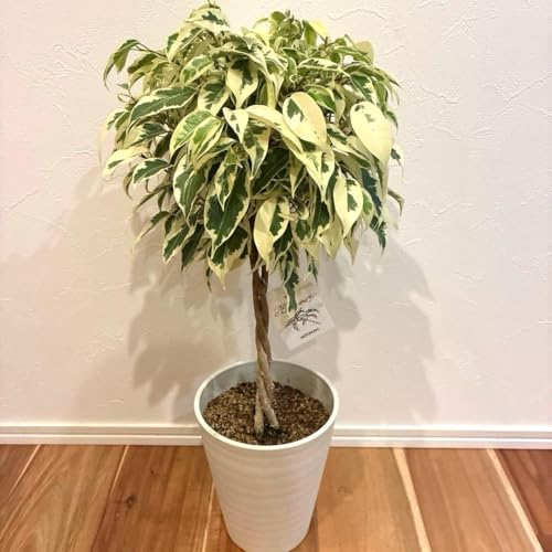観葉植物 ベンジャミンスターライト」の人気商品一覧 | 安い商品を通販