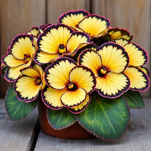 3 Begonia Bumble Bee Flower Bulbs for Growing - Colorful Upright Fringed Double Blooms - Ideal for Pots Containers Hanging Plants - (3 Bulbs)