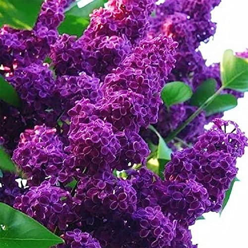 Qauzuy Garden 50 Dark Purple Lilac (Common Lilac Bush) Seeds | Striking Fragrant Perennial Flowering Shrub Bush Tree | Attract Pollinators, Low-Maintenance #TOP6