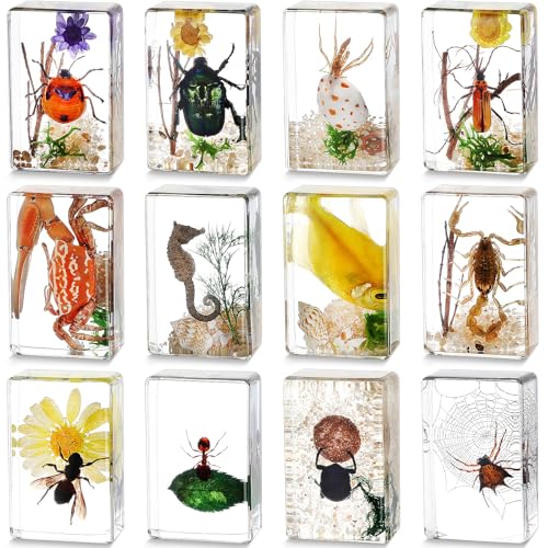 12 Pcs Insect Specimens for Kids Bug Collection Kit Real Specimens of Various Butterflies Beetles, Kids Biology Science Educational Toy, Back to School Gift for Classroom Teacher Student(Scenery)