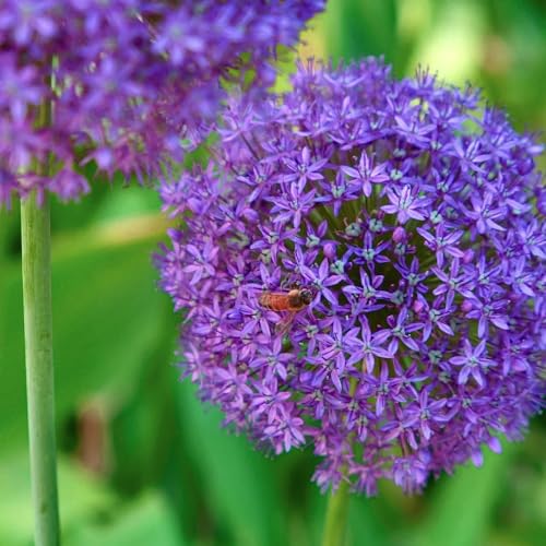 10 piezas Bulbos de ajo ornamentales resistentes y perennes acónitos de invierno bulbos resistentes perennes Bulbos de Allium giganteum invernaderos de balcón primavera bulbos con