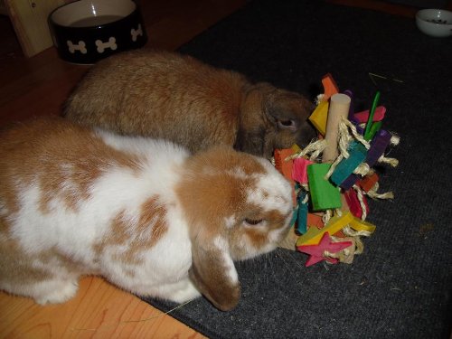 rabbit toys and supplies