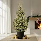 Fraser Fir Pot Grown Christmas Tree - Choice of sizes