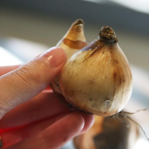 Minnow Rock Garden Daffodil Flower Bulbs - 5 Bulbs per Pack - Deer Resistant - Good as Cut Flowers - Naturalizing - Perennializing - Pleasantly Scented