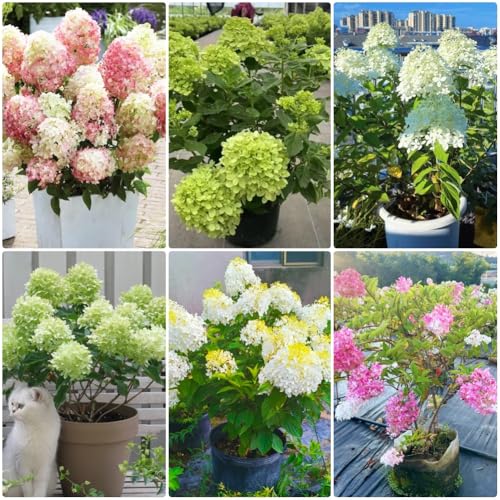 semillas de hortensia de panícula - semillas exóticas Hortensia paniculata - Arbustos jardín de raras de jardín de rocas resistentes 350pcs