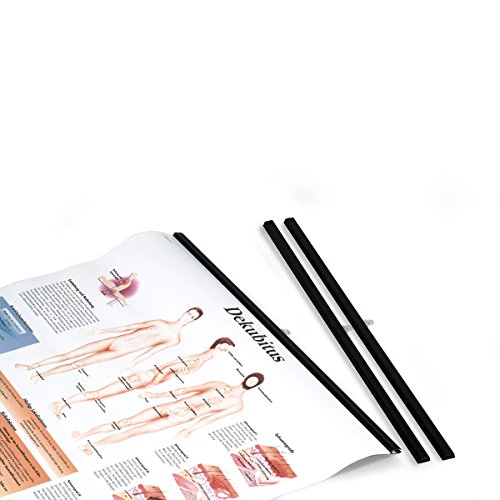 3B Scientific VR999B - Modello anatomico