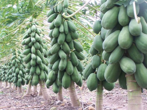 Indica Papaya Seeds - Dwarf Variety Huge Production Hybrid Seed - Pack of 50 Seeds x2 Packets Sold by super agri Green-image-5
